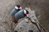 Java Sparrow