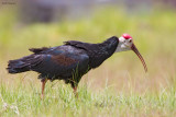 Southern Bald Ibis 
