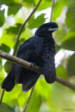 Long-wattled Umbrellabird