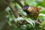 Spotted Laughingthrush