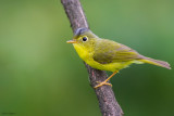 Martenss Warbler 