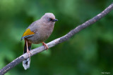 Elliots Laughingthrush