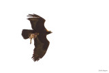 Golden Eagle