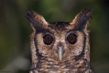 Fraser's Eagle-owl