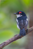 Brown-throated Wattle-eye