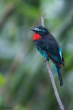 Black Bee-eater