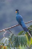 Great Blue Turaco