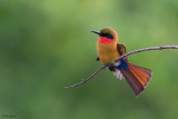 Red-throated Bee-eater