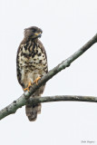 Congo Serpent-eagle