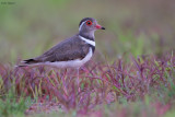 Forbes’s Plover 
