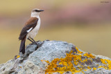 White-bellied Cinclodes