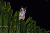 Striped Owl 