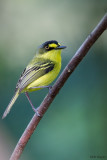 Grey-headed Tody-flycatcher 