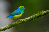 Blue-naped Chlorophonia