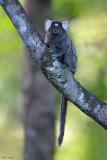 Sagui Monkey