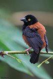 Chestnut-and-black Weaver