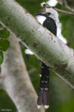 Western Long-tailed Hornbill   