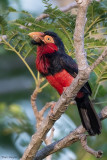 Bearded Barbet  