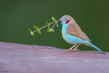 Red-cheeked Cordon-bleu
