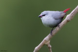 Lavender Waxbill  