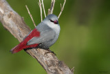 Lavender Waxbill 