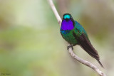Purple-throated Sunangel
