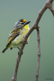 Yellow-fronted Tinkerbird 