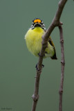 Yellow-fronted Tinkerbird 