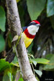 Scarlet-banded Barbet