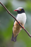 Red-billed Helmet-shrike