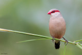 Black-rumped Waxbill 
