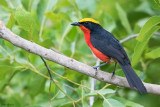 Yellow-crowned Gonolek