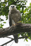 Harpy Eagle