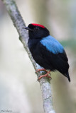 Blue-backed Manakin
