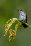 Many-spotted Hummingbird