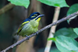 Red-rumped Tinkerbird