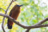 Capuchinbird