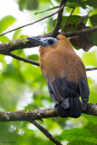 Capuchinbird