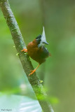 White-plumed Antbird