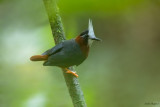 White-plumed Antbird