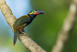 Guianan Toucanet