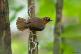 Rufous-throated Antbird