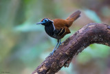 Ferruginous-backed Antbird (Antbirds, Antshrikes, Antwrens, and Antvireos)