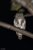 Amazonian Pygmy-owl 