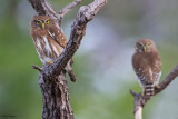 Ferruginous Pygmy-owl