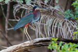 Agami Heron