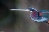 Agami Heron