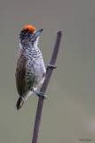 White-bellied Piculet 