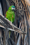 Northern Red-shouldered Macaw 