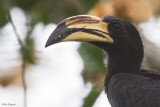 West African Pied Hornbill